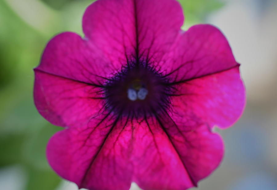 Spring Photograph - Pink Petunia by Richard Andrews
