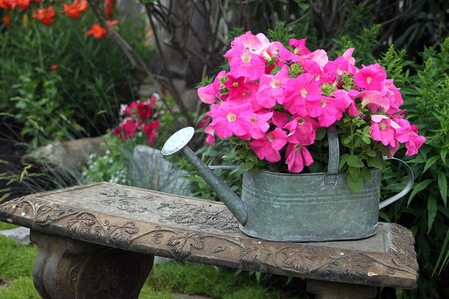 Pink Petunias In Watering Can  Photograph by Sandra Foster