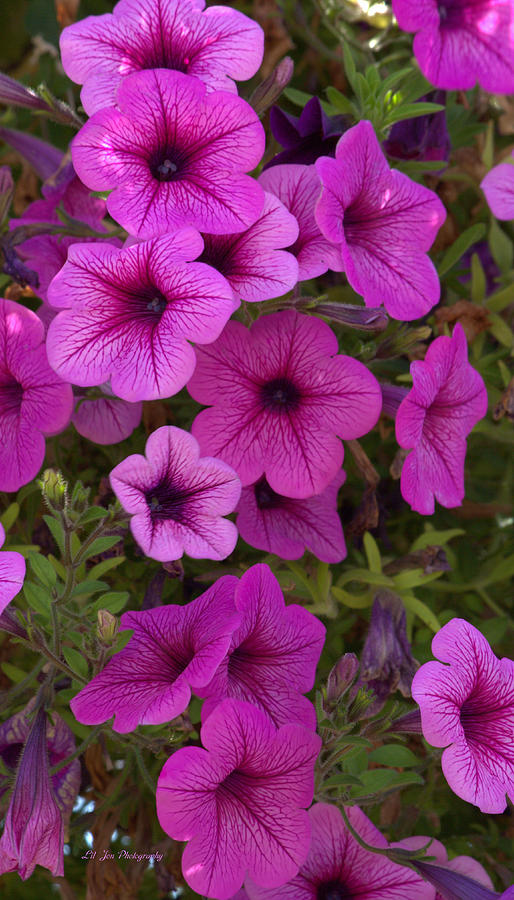 Pink Petunias Photograph by Jeanette C Landstrom