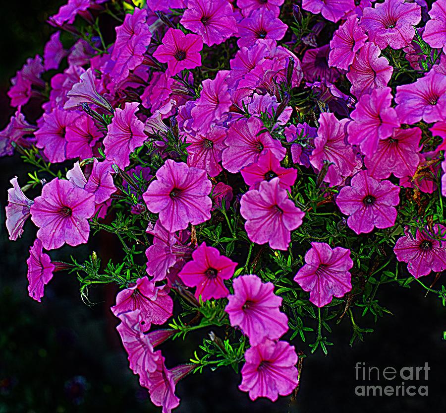 Flower Photograph - Pink Petunias by Kathleen Struckle