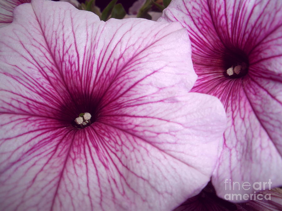 Pink Petunias Photograph by Sonya Chalmers