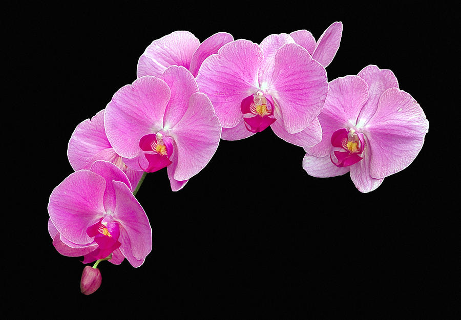 Pink Phalaenopsis Orchid Photograph by Floyd Hopper - Fine Art America