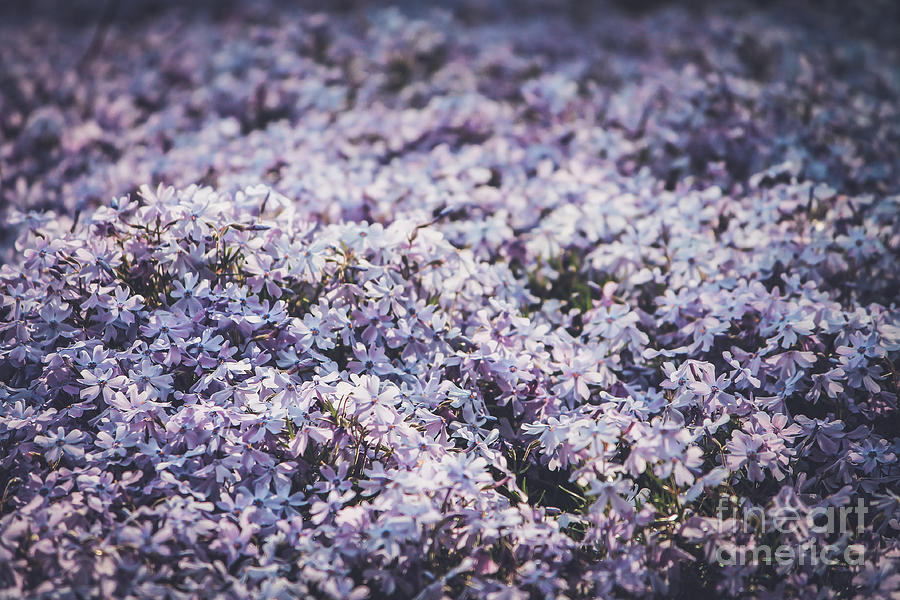 Pink phlox blanket-close up Photograph by Claudia M Photography