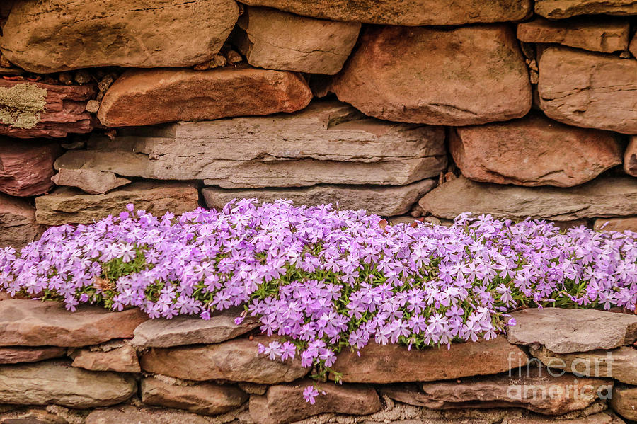 Pink phlox Photograph by Claudia M Photography