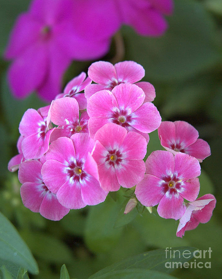 Pink Phlox Photograph by Kathi Shotwell