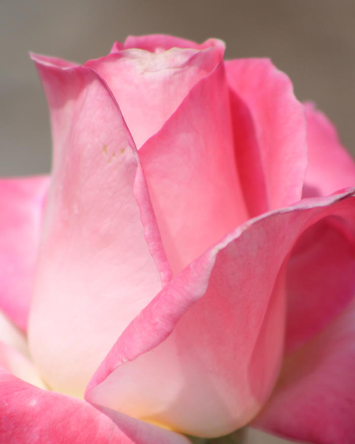 Pure Pink Photograph by Joy Buckels