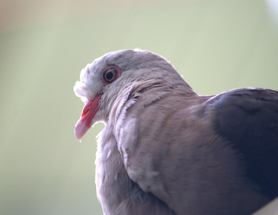  pink pigeon Nesoenas mayeri Photograph by Nathan Abbott