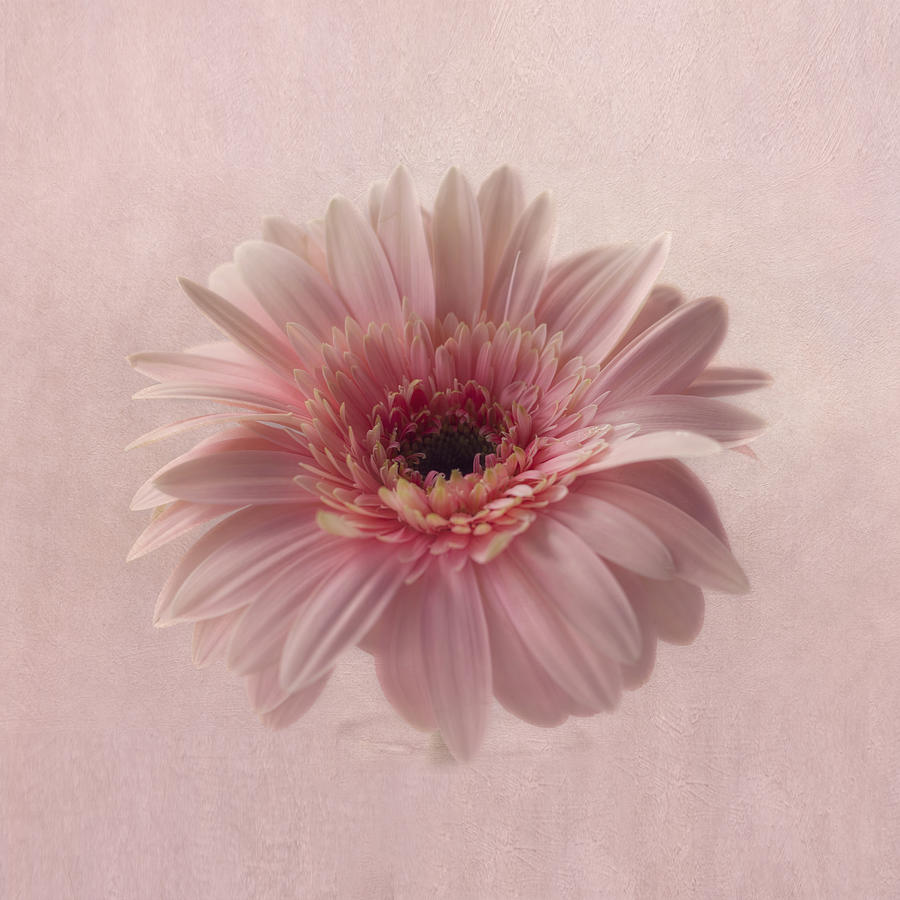 Flower Photograph - Pink Pink Pink by Kim Hojnacki