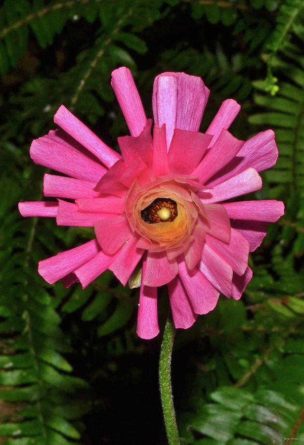 Pink Pinwheel 001 Photograph by George Bostian