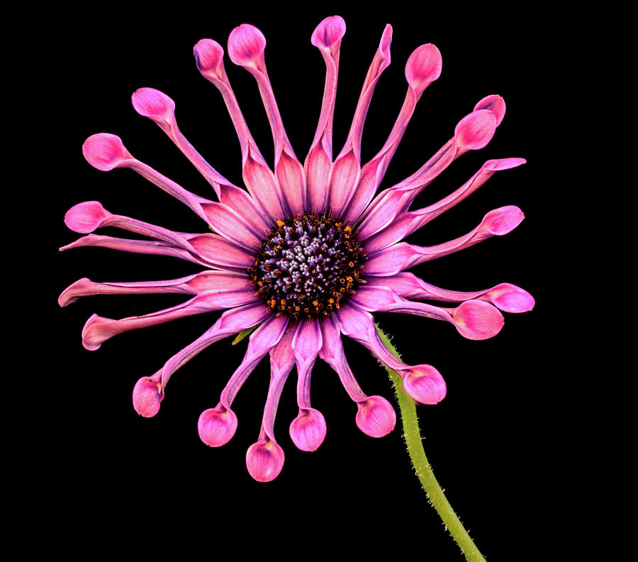 Pink Pinwheel Photograph by Jean Noren