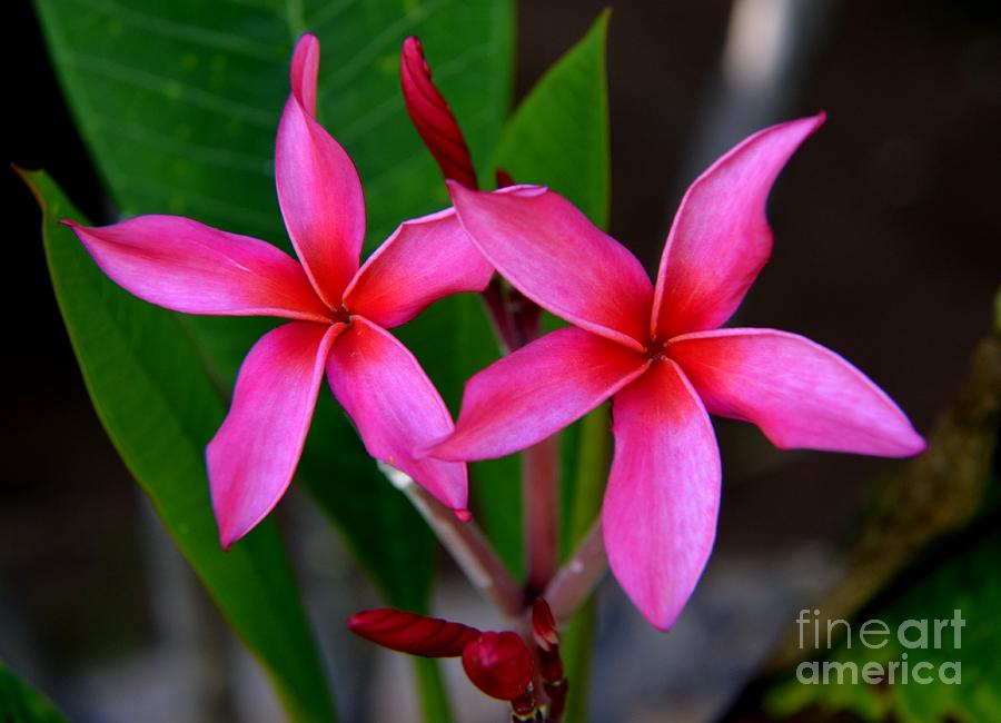 Pink Pinwheel Plumeria Photograph by Mary Deal - Fine Art America