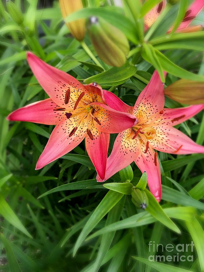 Pink Pixie Lilies In Bloom Photograph by Robert Coon Jr - Fine Art America