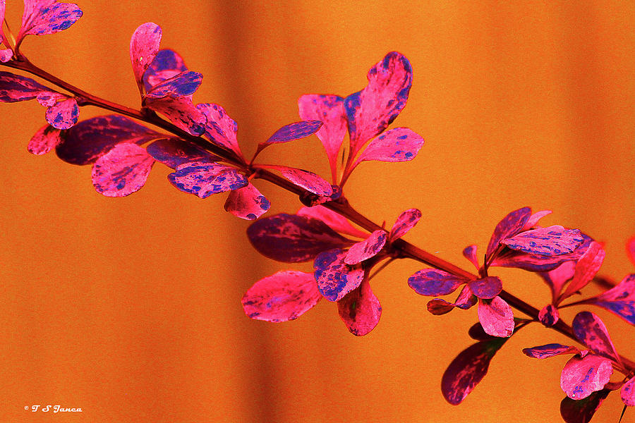 Pink Plant Olympia Washington Digital Art by Tom Janca