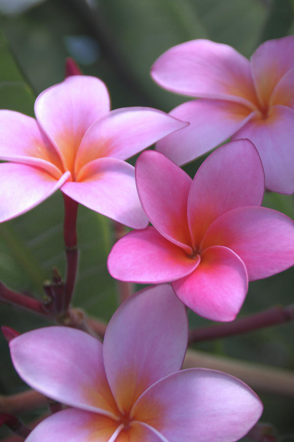 Tree Photograph - Pink Plumeria by Brian Harig
