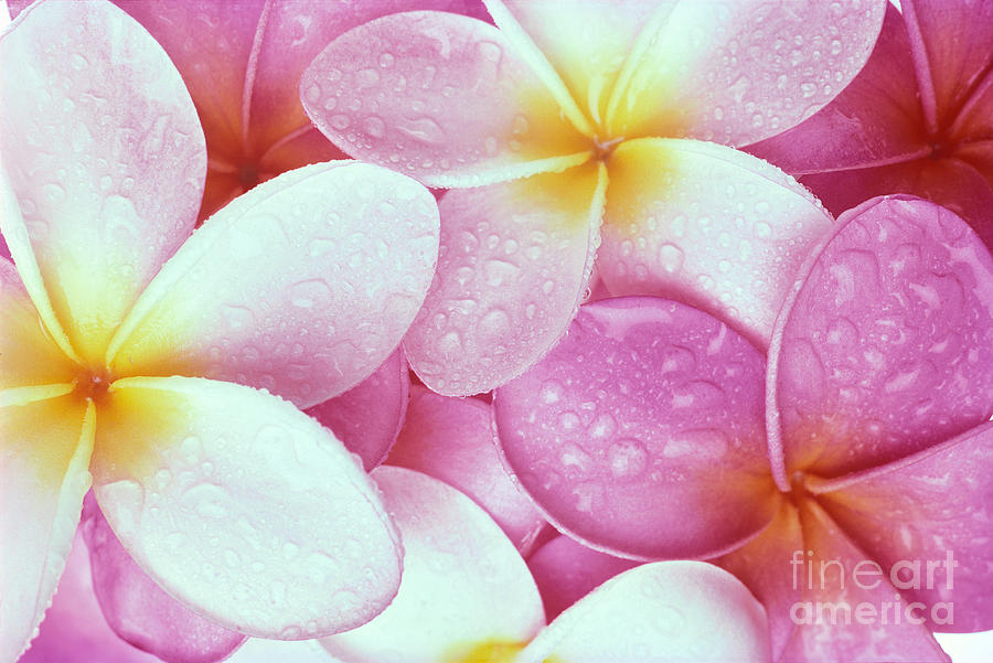 Pink Plumeria Photograph by Carl Shaneff - Printscapes