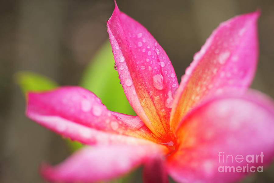 Pink Plumeria Detail by Charmian Vistaunet Pink Plumeria Detail by Charmian Vistaunet