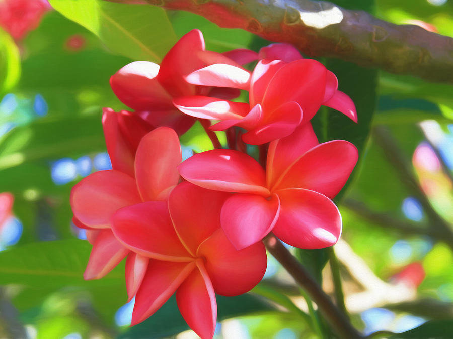 Pink Plumeria Glow Photograph by Bonnie Follett