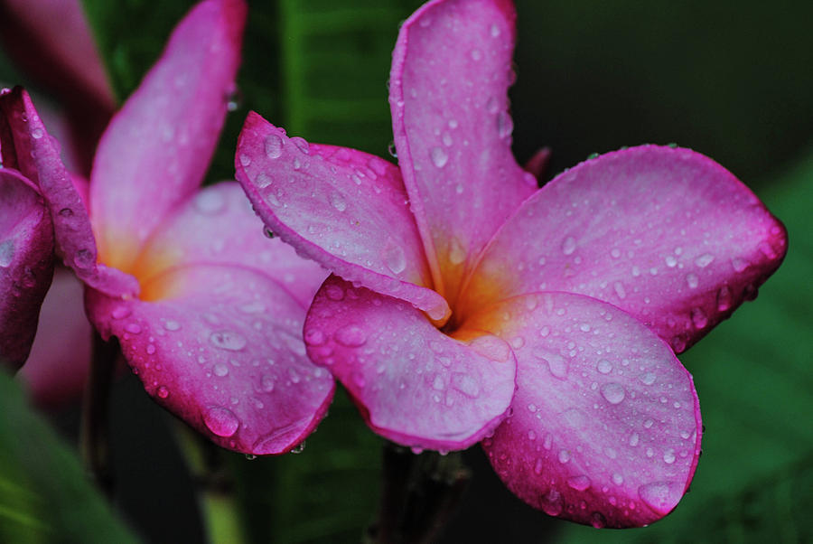 Pink Plumeria Photograph by Jean Warner - Fine Art America