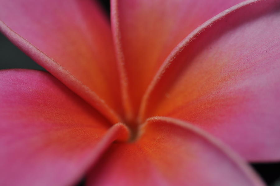 Pink Plumeria Photograph by Kelly Wade