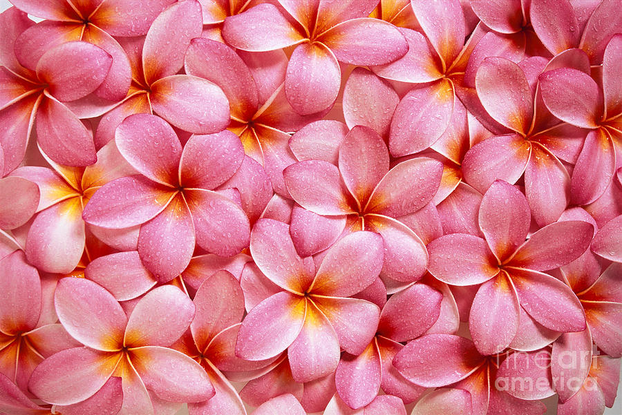Pink Plumeria Photograph by Kyle Rothenborg - Printscapes