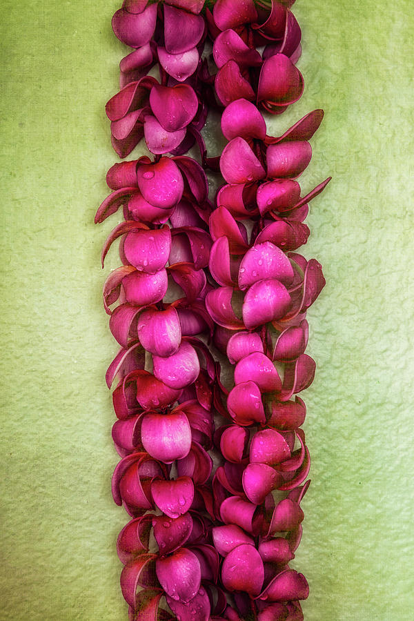 Flower Photograph - Pink Plumeria Lei by Jade Moon
