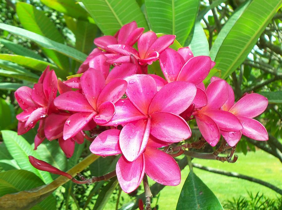 Pink Plumeria Photograph by Richard Jardin - Fine Art America