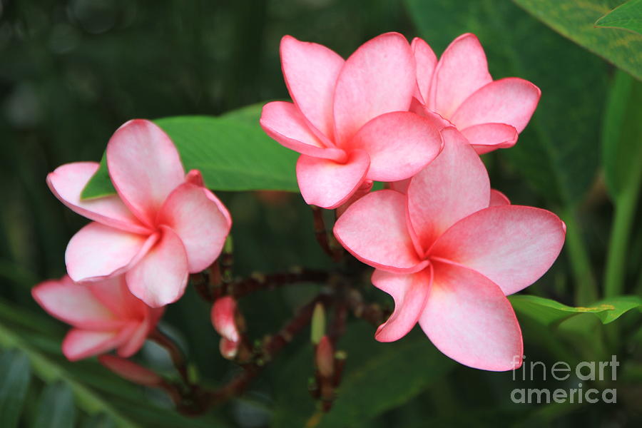 Pink Plumerias Photograph by Edward R Wisell