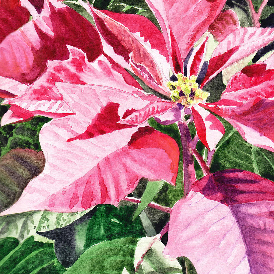 Christmas Painting - Pink Poinsettia Plant by Irina Sztukowski