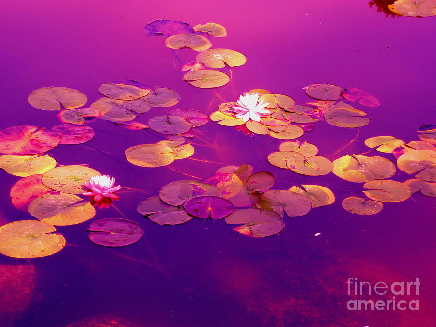 Pink Pond Lillies Photograph by Sybil Staples