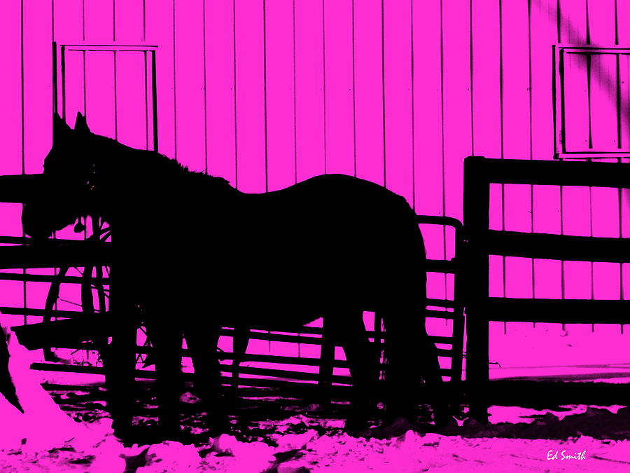 Pink Pony Photograph by Edward Smith