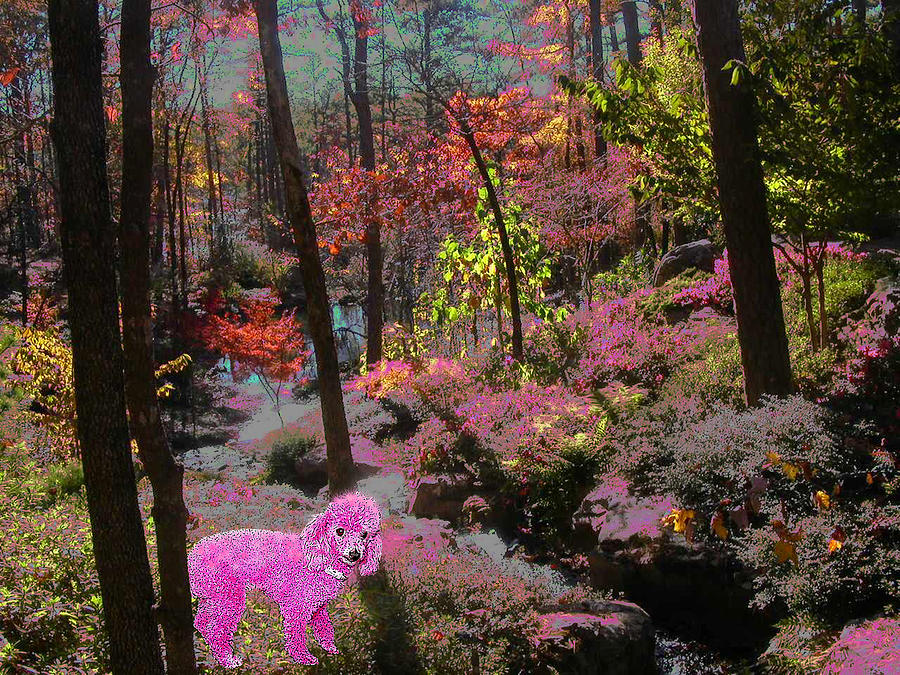 Dog Photograph - Pink Poodle Paradise by Anne Cameron Cutri
