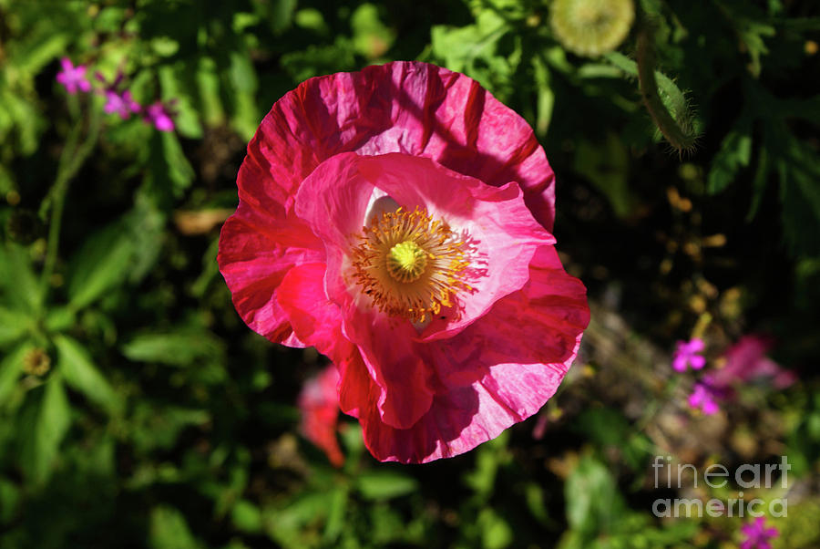 Pink Poppie Photograph by Kevin Gladwell