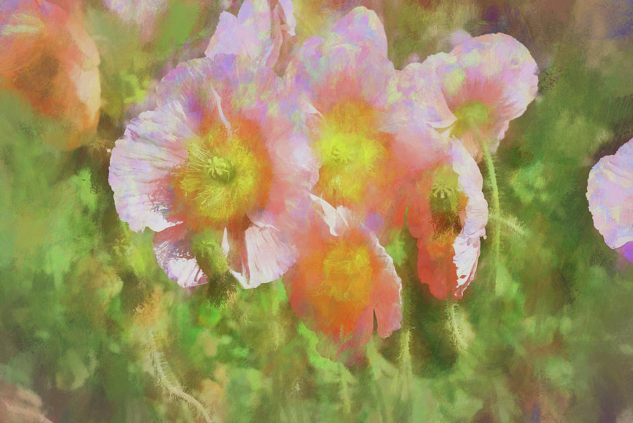 Pink Poppies 2 Impression  Digital Art by Linda Brody