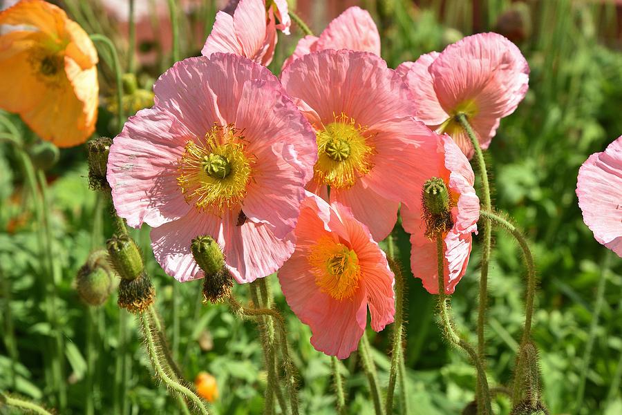 Pink Poppies 2 Photograph by Linda Brody