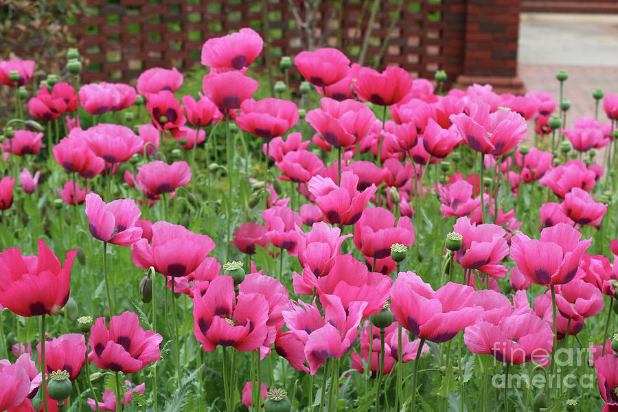 Pink Poppies in Southern Garden Photograph by Carol Groenen