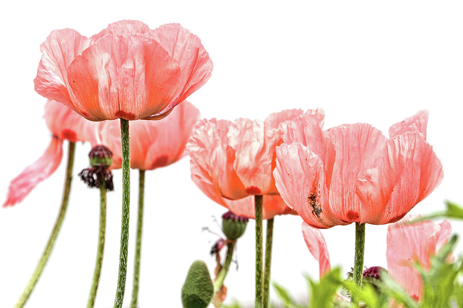 Pink Poppies on White Photograph by Peggy Collins