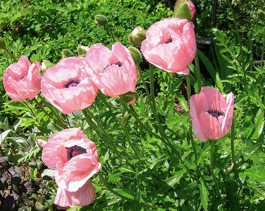 Pink Poppies Photograph by Randy Rosenberger