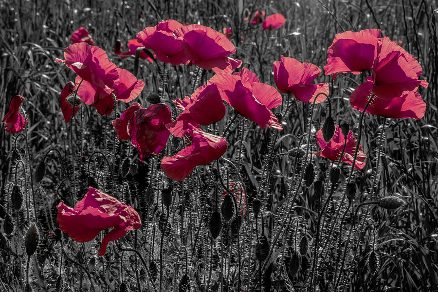 Pink Poppies Photograph by Wolfgang Stocker