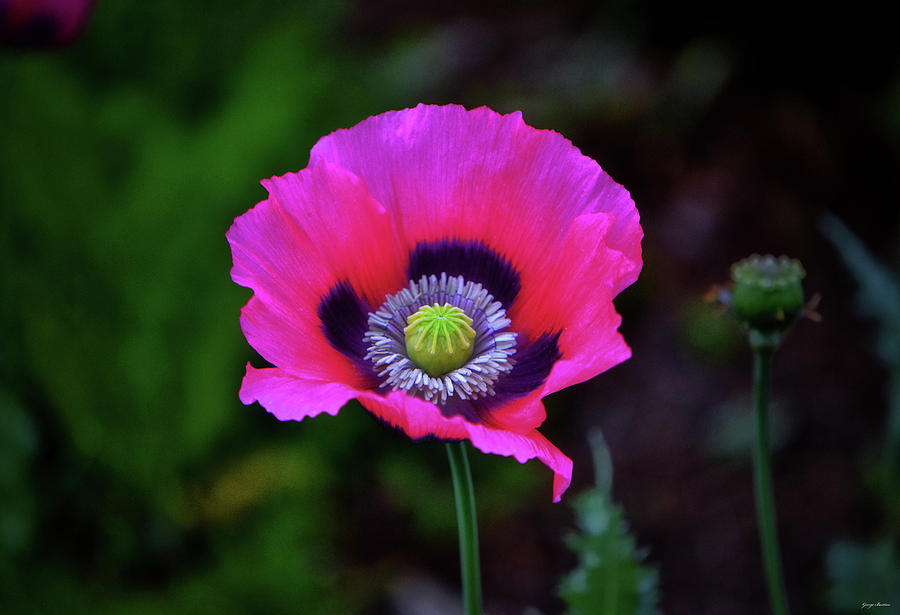 Pink Poppy 003 Photograph by George Bostian