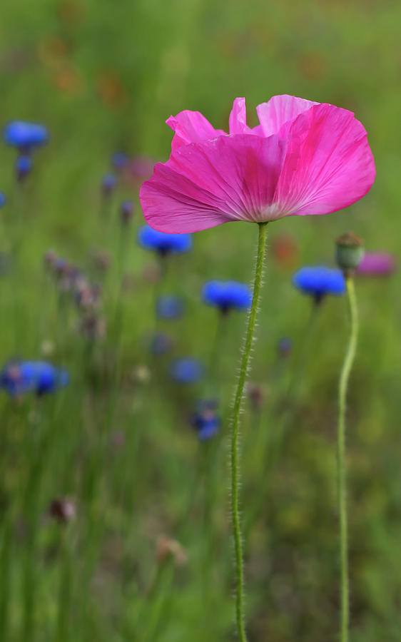 Pink Poppy 2017 Photograph by Terry DeLuco