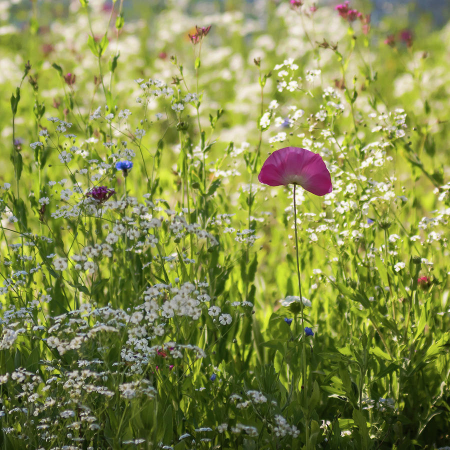 Pink Poppy and Wildflowers Square Photograph by Terry DeLuco