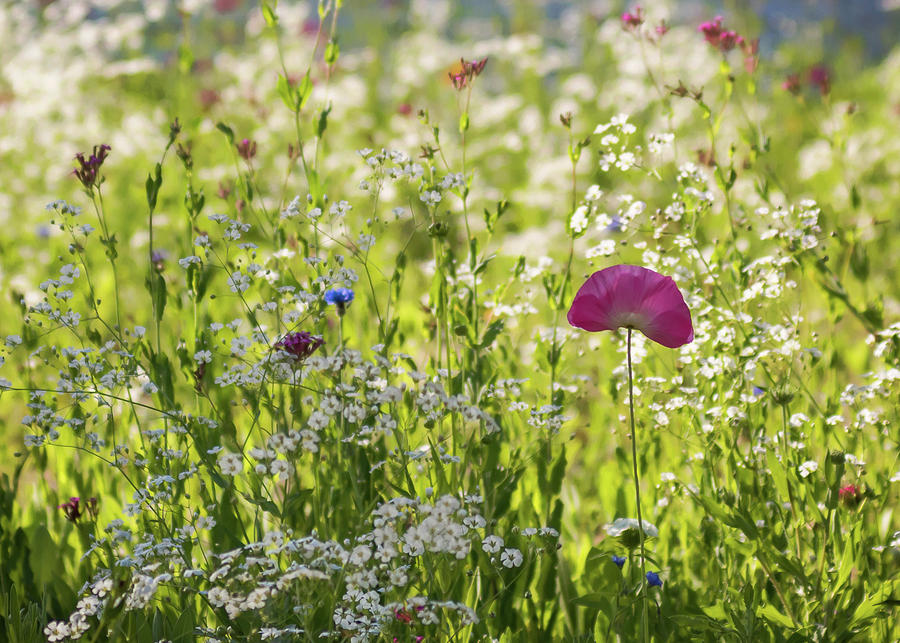 Pink Poppy and Wildflowers Photograph by Terry DeLuco