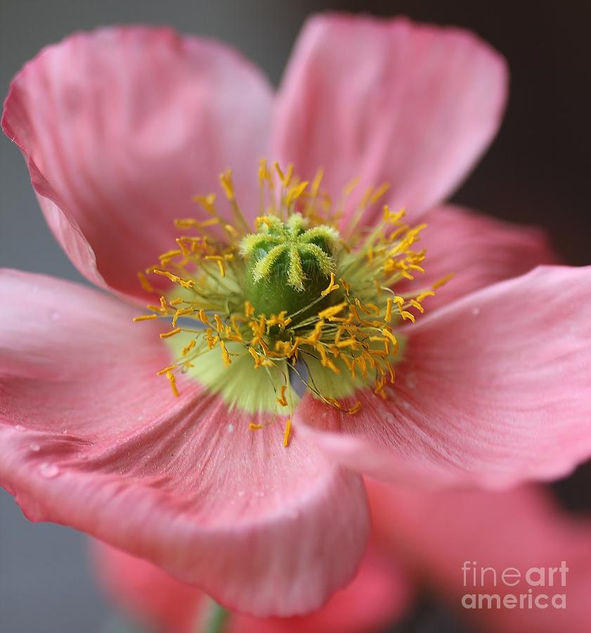 Pink Poppy Photograph