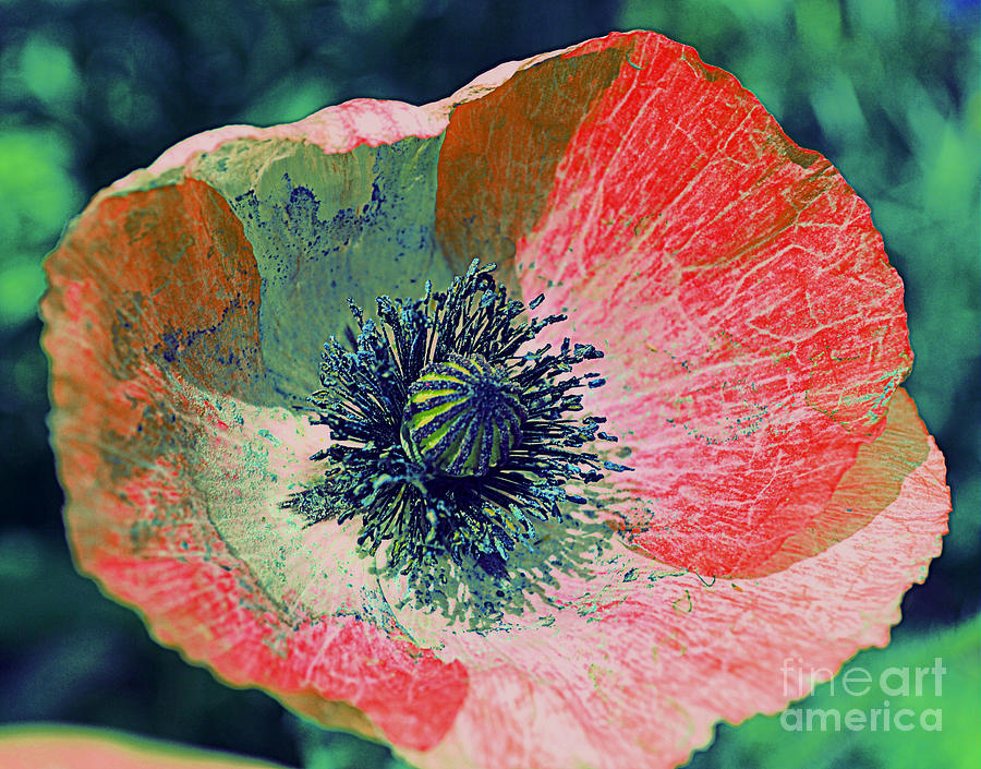 Pink Poppy Photograph by Diane montana Jansson