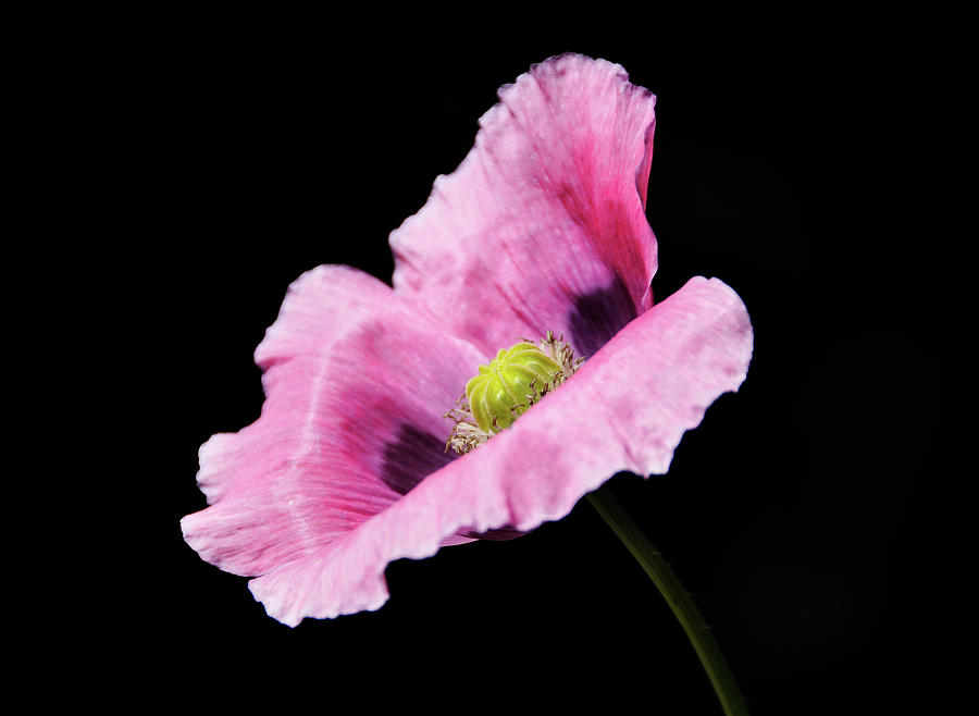 Pink poppy Photograph by Dutourdumonde Photography