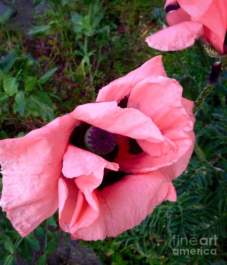Pink Poppy Photograph by Joan-Violet Stretch