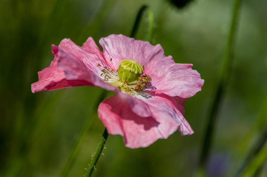 Pink Poppy Photograph by Martina Fagan