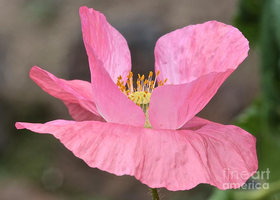 Pink Poppy Morning Photograph by Carol Groenen