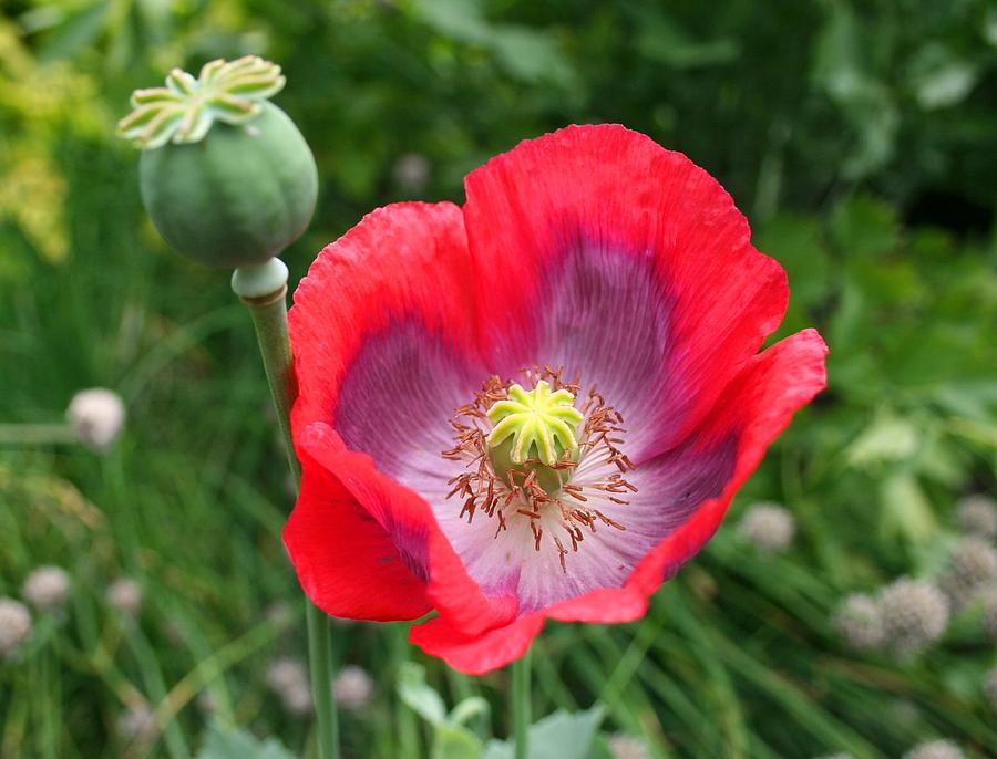 Pink Poppy Photograph by Nigel Radcliffe