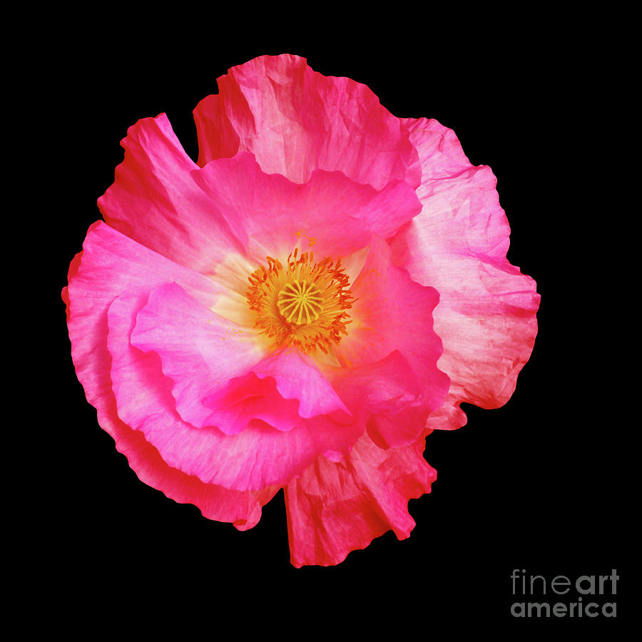 Pink poppy on a blac background 3 Photograph by Valdis Veinbergs - Fine Art America